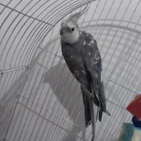 عروس هلندی بسیار بازی گوش سخنگو