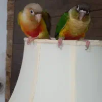 فروش دو عدد طوطی گرینچیگ|پرنده|گرمسار, |دیوار
