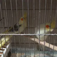 فروش عروس هلندی جفت مولد و جوجه سرلاکی|پرنده|اشنویه, |دیوار