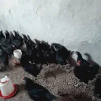 نیمچه مرغ تخمگذار 4 ماهه استرالوپ|حیوانات مزرعه|شاهین‌شهر, حافظ جنوبی|دیوار