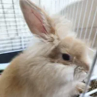 خرگوش لوپ پوزه کوتاه