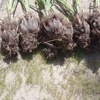 فسیل کلوته|گل و گیاه طبیعی|کهنوج, |دیوار