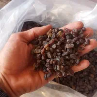 کشمش آفتابی و مویز تاکستان|خوردنی و آشامیدنی|تهران, خلیج فارس|دیوار