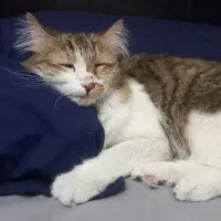 واگذاری گربه باهوش و مهربان|گربه|تهران, هروی|دیوار