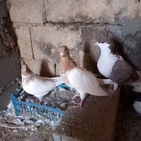 4تا کفتر فروشی|پرنده|شیروان (خراسان), |دیوار
