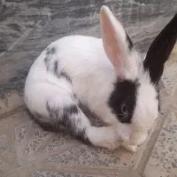 خرگوش بامزه