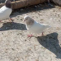 کبوتر|پرنده|سنندج, |دیوار