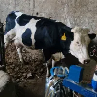 گاو شیری همراه با گوساله ماده