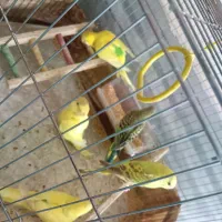 مرغ عشق و عروس هلندی|پرنده|پاکدشت, پاکدشت (مامازند)|دیوار