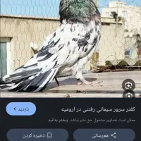 کفتر|پرنده|سمنان, |دیوار