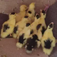 جوجه اردک خارجی خوشگل گلباقالی
