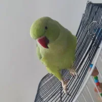 پرنده ملنگو و عروس هلندی|پرنده|رودبار, |دیوار