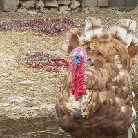 بوقلمون بالغ به سن تخم گذاری
