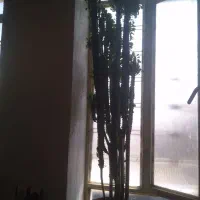 گل تخفیف هم داره