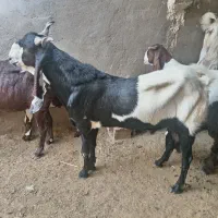 پازن داشتی بز دورگ پاکستانی