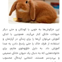 خرگوش لوپ مینیاتوری فرانسوی وانگلیسی|موش و خرگوش|تایباد, |دیوار