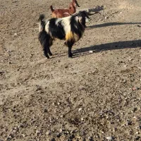 نری بزرگ فروشی