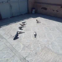 کبوتر مغلف