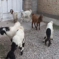 بزغاله جنس|حیوانات مزرعه|گنبد کاووس, |دیوار