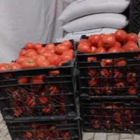 گوجه|خوردنی و آشامیدنی|مرودشت, استادیوم|دیوار