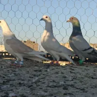 گرفتنی قلدور