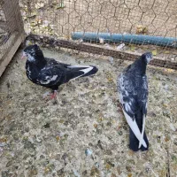 کبوتردم سفید|پرنده|تاکستان, |دیوار