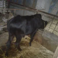 ورزا 1ونیم ساله