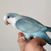 راهب ماده اماده