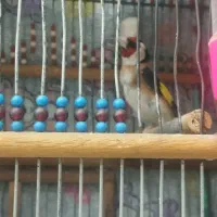 پرنده سهره نر