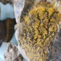 سنگ شجرکلکسیونی|کلکسیون اشیاء عتیقه|مشهد, هفده شهریور|دیوار