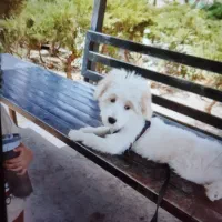 سگ تریل|سگ|فردیس, قریشی|دیوار