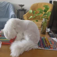 گربه پرشین فلت نر دم روباهی|گربه|تهران, زرکش|دیوار