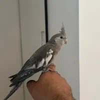 جوجه ۵ماهه وایت فیس