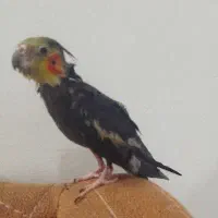 عروس هلندی گمشده،به یابنده مژدگانی داده میشود|حیوانات|نیشابور, شهرک بسیج|دیوار