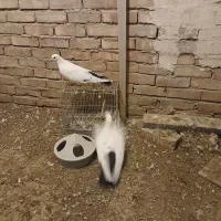 کبوتر|پرنده|ایلخچی, |دیوار