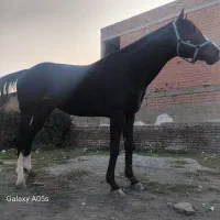 اسب تروبرد وارداتی|اسب و تجهیزات اسب‌سواری|گرگان, |دیوار