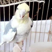 پرنده بازیگوش