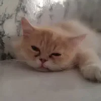 گربه کوچولو
