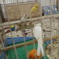 پرنده|پرنده|خرمشهر, |دیوار