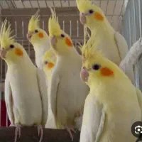 عروس هلندی جوان و سرحال|پرنده|قم, شهرک امام حسن|دیوار