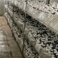 کمپوست قارچ کود باغ و گلخانه