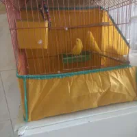 مرغ عشق هلندی با قفس ۱۵۰۰
