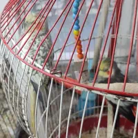 عروس هلندی های نر و ماده همه بالغ بالای دوسال