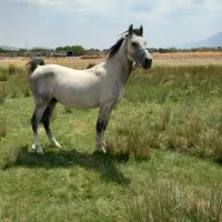 اسب دره شور