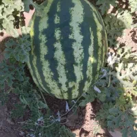 فروش شامی دجه یک