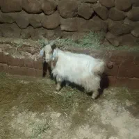 بزغاله|حیوانات مزرعه|باسمنج, |دیوار