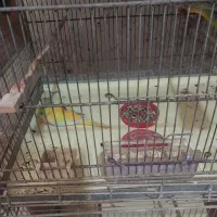 فروش طوطی نیوفما جوان|پرنده|آمل, |دیوار