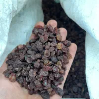 کشمش بیدانه افتابی|خوردنی و آشامیدنی|قزوین, |دیوار