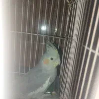 عروس نر قیمت 2