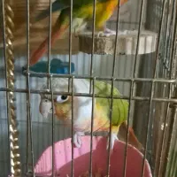 جفت گرینچیک